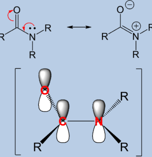 <p>The amide is the functional group for peptides. The resonance ability of amide results in some key chemical and structural characters of peptides</p><ul><li><p>Neutral structure clearly favoured</p></li><li><p>Delocalisation strengthens the C-N bond as it is partially a double bond</p></li><li><p>Since the lone pair is being used, it can’t act as a base or nucleophile</p></li><li><p>The O-C-N are all planar (sp2 hybridised)</p></li><li><p>Peptide bond is rigid</p></li></ul><p></p>