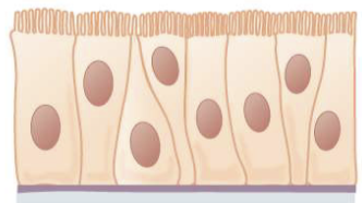 <p> cells that are there but not reaching the next membrane</p><p>Google Def: type of epithelial tissue that appears to be stratified (arranged in layers) but actually consists of a single layer of cells.</p><p> </p>