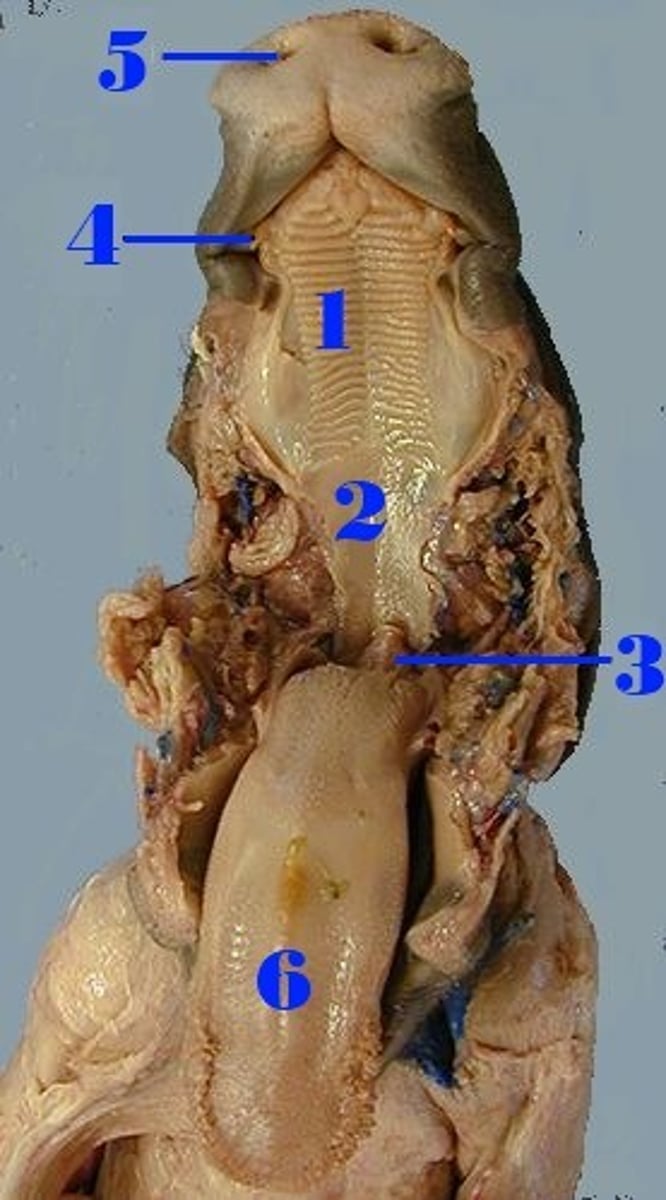 <p>#1</p><p>has ridges, separates oral cavity from nasal cavities</p>
