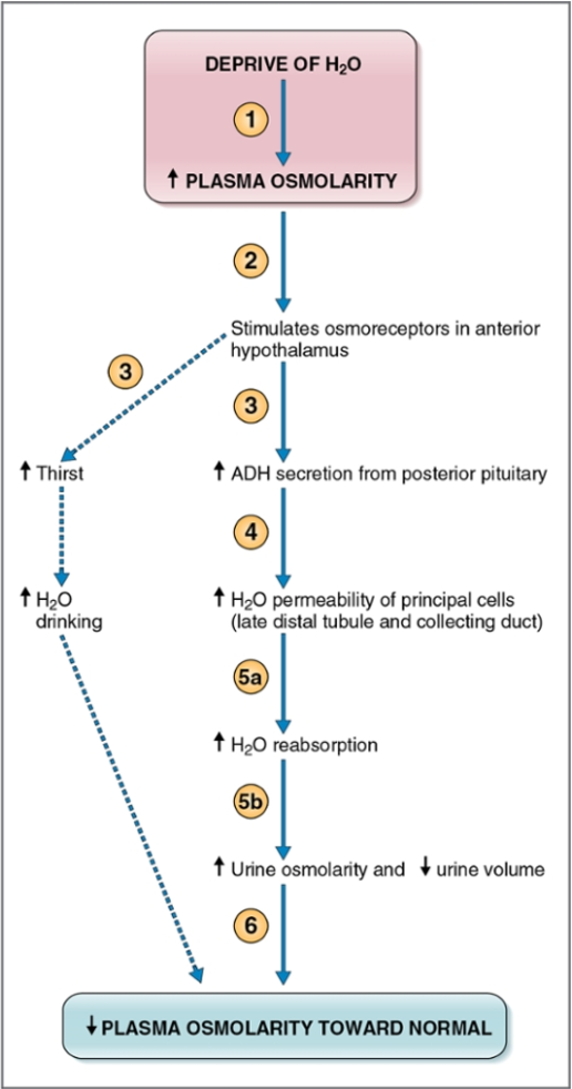 Cell Phys 24 Regulation of Water Balance Flashcards Knowt