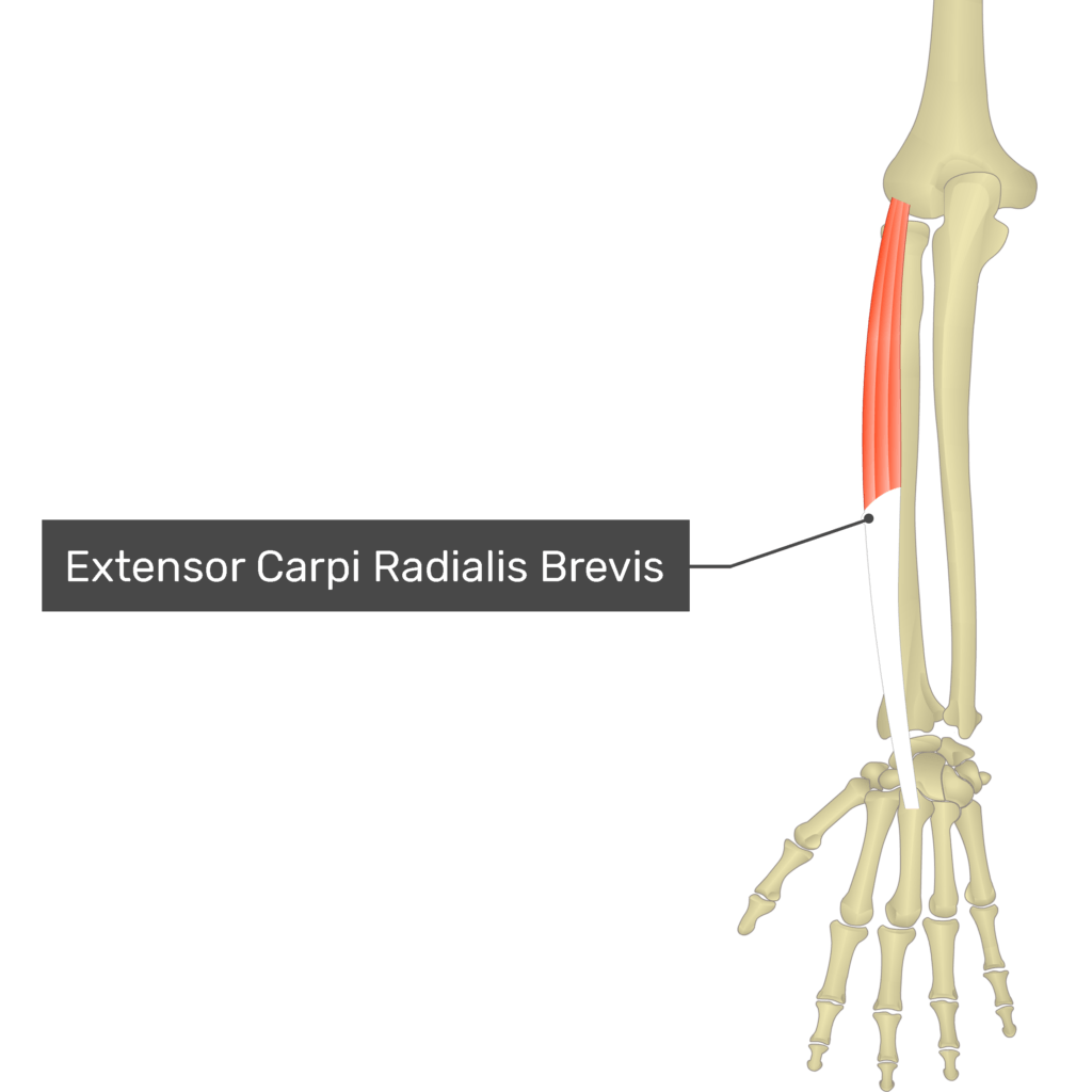 <p>Extensor carpi radialis brevis</p>