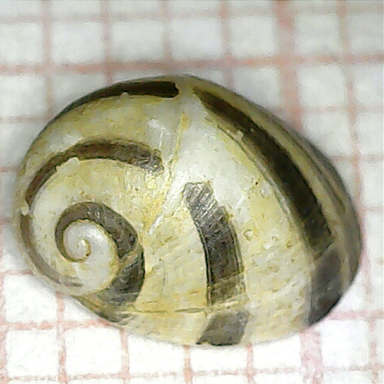 <p>Kmeň: Mollusca (mäkýše)<br>Trieda: Gastropoda (ulitníky)<br>Skupina: Prosobranchia (prednožiabrovce)</p>