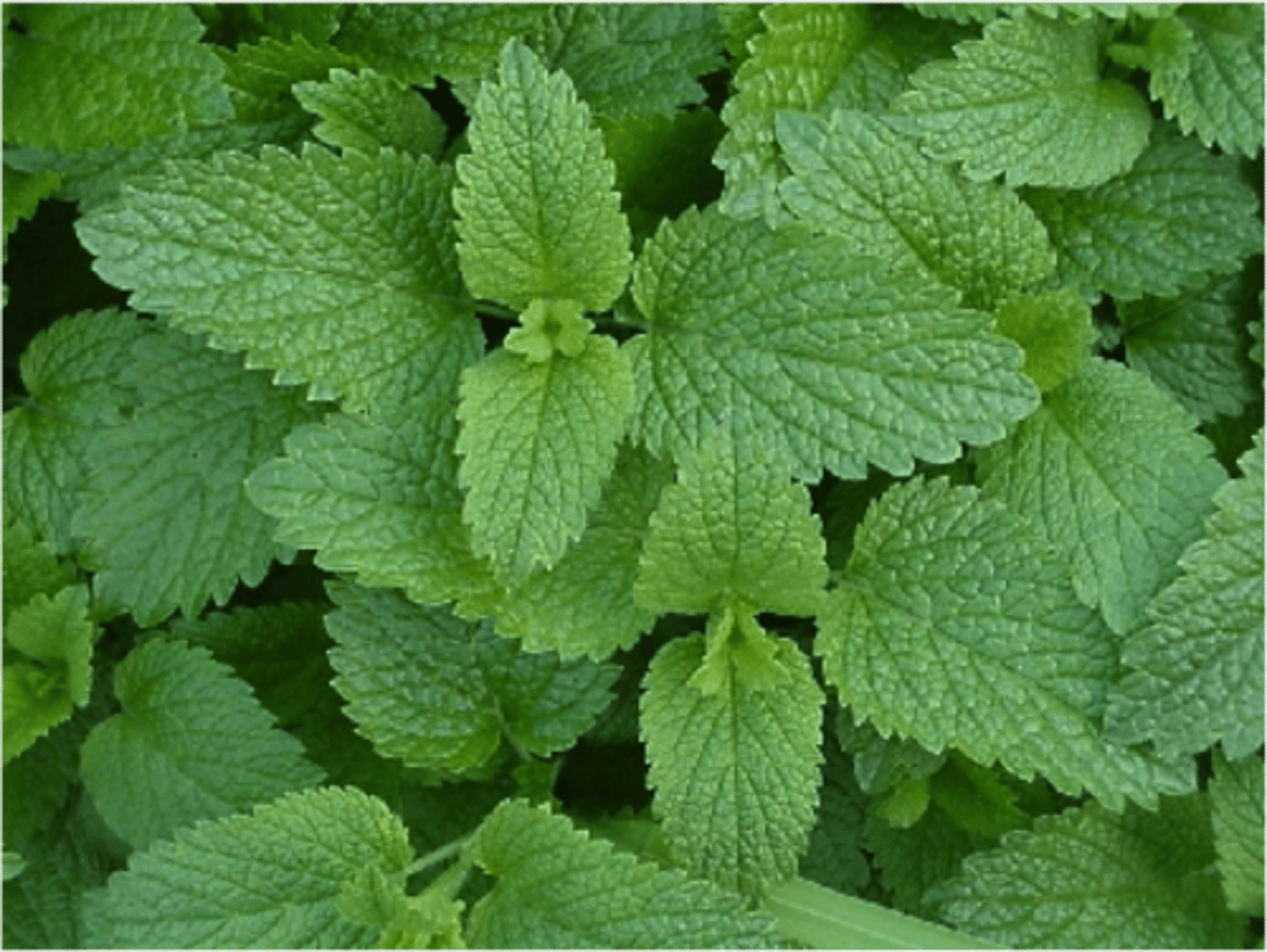 <p>Lemon Balm</p><p>Melissa's hyperthyroidism made her nervous and caused her insomnia</p><p>Actions: limbic sedation; antispasmodic; carminative</p><p>Indications: nervousness and insomnia; cardiac problems with nervousess and depression; dyspepsia; hyperthyroidism</p><p>SE:</p><p>CI: Hypothyroidism*; GERD</p>