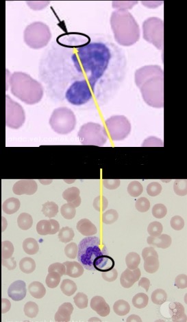 <p>Bluish staining inclusions in the cytoplasm</p><p>Remnants of rough ER</p>