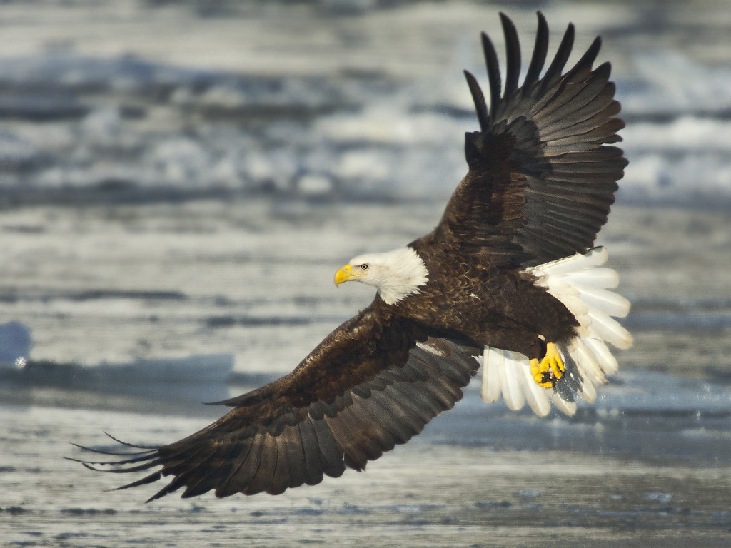 <p>Bald Eagle</p>