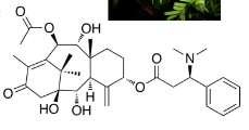 <p>From Taxaceae family</p><p>In plant leaves and seeds</p><p>edible red aril</p><p>antagonist of calcium sodium channels</p><p>causes: Hypotension, cardiac arrest, and death</p>