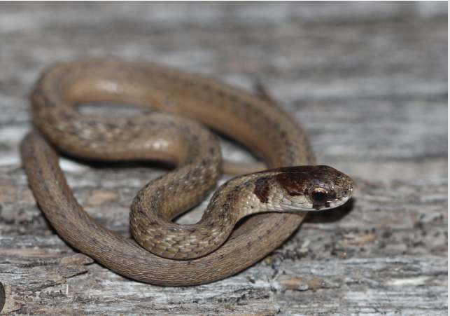 <p>northern brown snake </p><ul><li><p>brown/grey/reddish-brown, pale dorsal stripe</p></li><li><p>dark stripe from behind eye to mouth </p></li><li><p>scales <u>keeled,</u> anal plate <u>divided</u></p></li></ul><p></p>