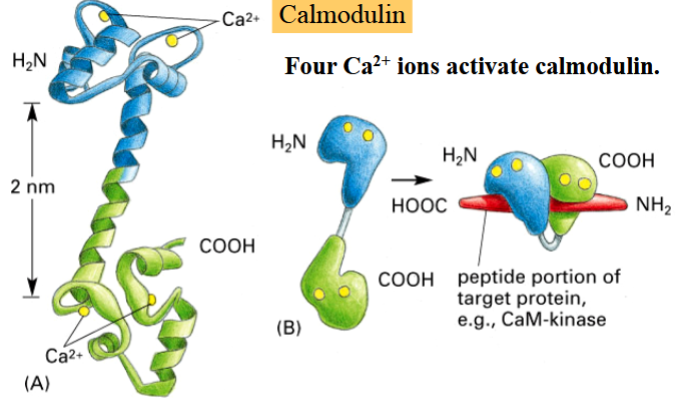 <p>a small Ca<sup>2+</sup>-binding protein that is involved in modulation of many cellular processes by activating many calmodulin-dependent kinases and phosphatases</p><p>activated by 4 Ca<sup>2+</sup> ions</p><p>activated by a pathway</p>
