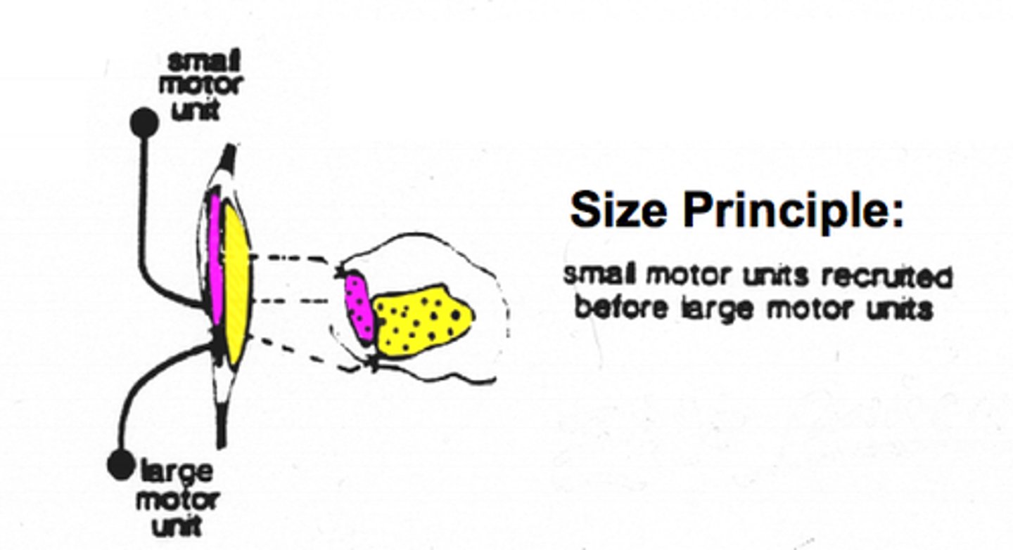 <p>motor units with larger and larger fibers are recruited as stimulus intensity increases</p>