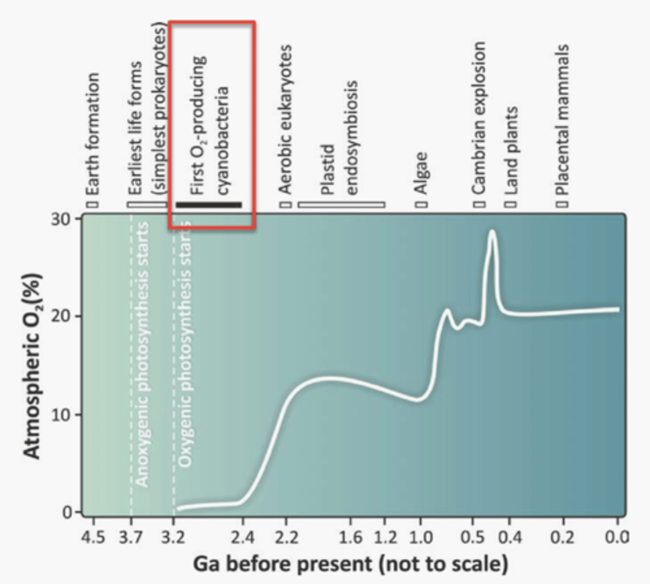 <p>· Using O₂ in metabolic pathways</p><p>- Evolution of aerobic respiration</p>