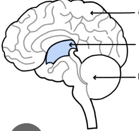 <p>what major division of the brain is the highlighted area </p>