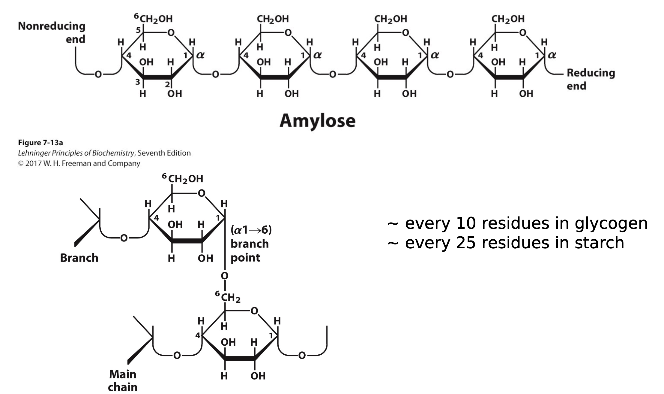 <p>amylose type of linear polysaccharide which is just glucose1-4 linked to give you a larger structure. every 10 residues after these glucose monomers, you will have a branch from the 6th position of one branch to the one position of the next branch and then you will build another amylose polymer off of that.</p><p></p><p>25 residues.</p><p></p><p>this is a α 1-4 linked polysaccharide of glucose which is glycogen or starch.</p>