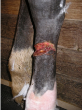 <p>AKP store husdyr blok 4 2024</p><p>Hvilken del af den kliniske undersøgelse er vigtigst hos denne hest?</p><p>1 Passiv flexion og extension af tåen </p><p>2 Sondering med myrtebladssonde </p><p>3 Palpation af såromgivelser </p><p>4 Observation af gangmønster i skridt</p>