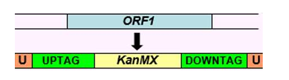 <ol><li><p><strong><u>Genome-wide deletion collections</u></strong>: library of mutant strains, where each strain has a specific gene deleted (knocked out). Each strain usually has a selectable marker (like HIS3, KanMX) inserted in place of the gene, as well as molecular barcodes, so you can track them in pooled experiments.</p></li><li><p>Genome-wide overexpression collections: library of plasmid or strains where each gene in the genome is cloned under a strong inducible promoter so that the gene is overexpressed. Each strain overproduces one specific protein when induced.</p></li><li><p>Genome-wide tagged collections: library of yeast strains where each gene is tagged with a detectable marker. This helps study where certain proteins are expressed, in what quantity, their interactions, and their functions.</p></li></ol><p></p>