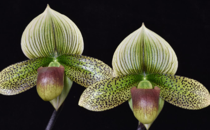 <p>VITTATE</p>