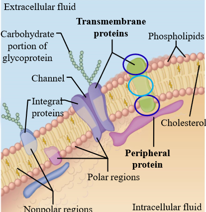 <p>non-amphipathic proteins that attach to the outside of the membrane, and do not associate with the non-polar tails inside the bilayer</p><ul><li><p>Mostly extracellular and associate with cytoskeletal elements related to shape and mobility</p></li></ul><p></p>