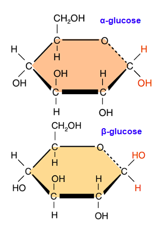 <p>Starch</p>
