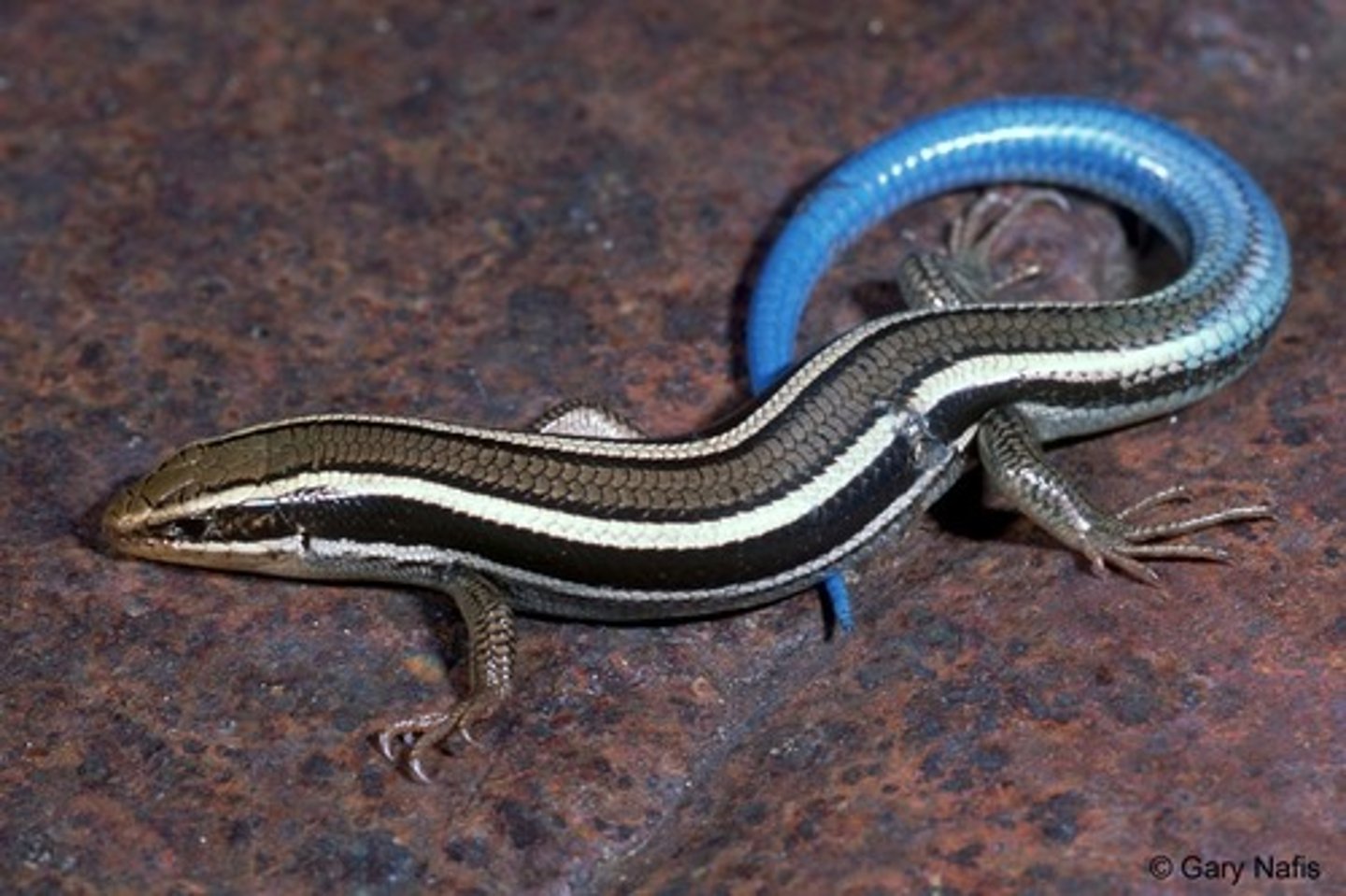 <p>Western Skink</p>