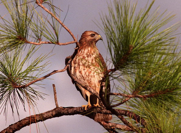 <p><em>Buteo jamaicensis</em></p>
