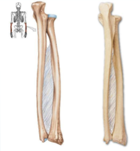 <p>Name joint</p>