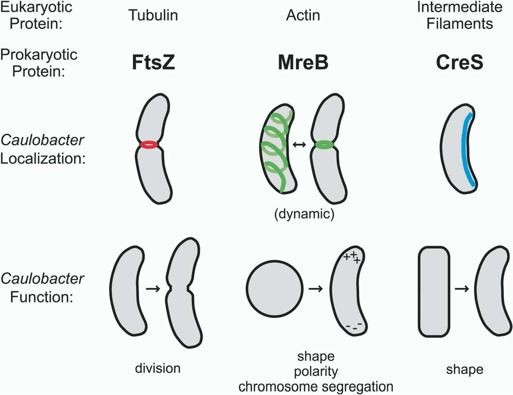 <ol><li><p><strong>FTsZ - homologous to tubulin </strong>- forms a ring during cell division - formation of septum</p></li><li><p><strong>MreB - homologous to actin</strong> - helical - determine rod shape</p></li><li><p><strong>Crescentin - homologous to lamin and keratin </strong>- bends the cell</p></li></ol>