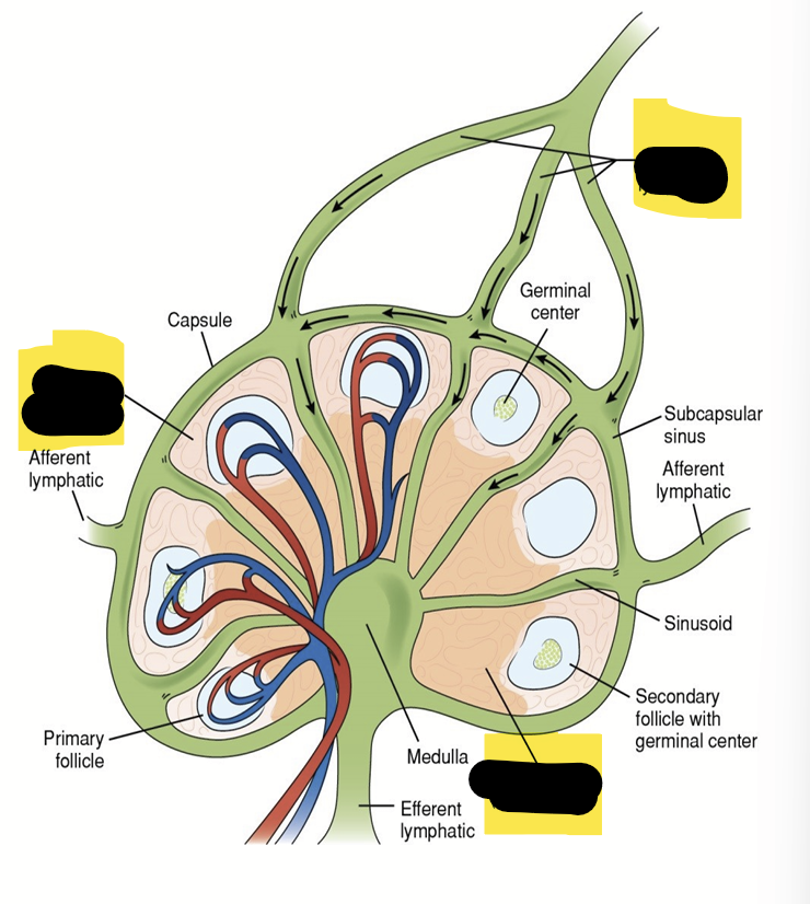 <p>Lymph Nodes</p>