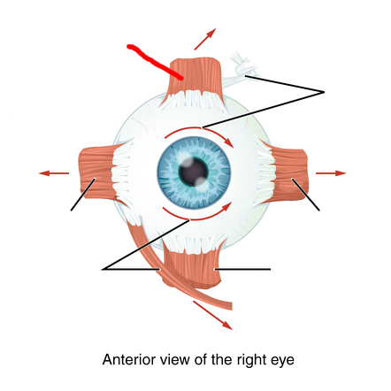 <p><u>Extrinsic muscles</u></p><p>Moves Eye Superiorly and Medially.</p><p>Cranial nerve III (3).</p>
