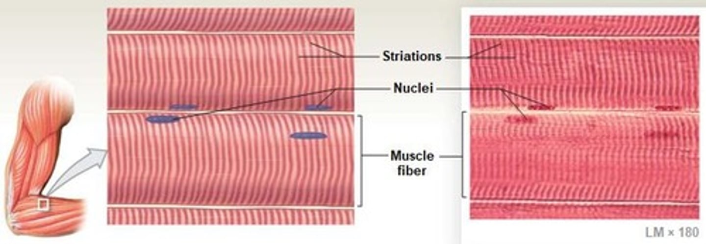 <p>Individual skeletal muscle cell; multinucleate structure.</p>