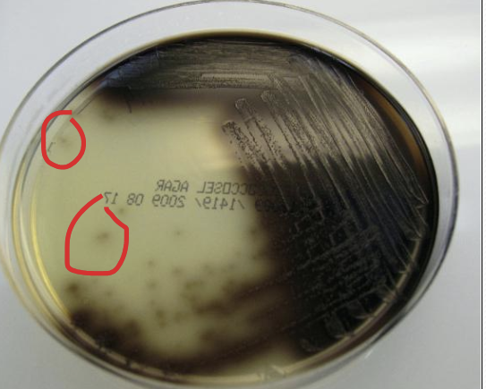 <p>Bile Esculin Agar A-H</p>