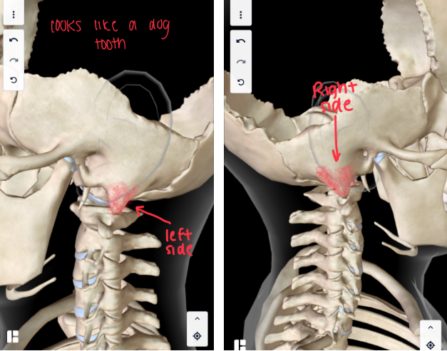 <p><strong>BELOW THE EAR </strong></p><ul><li><p>There’s TWO SIDES (left and right)</p></li></ul><p></p>