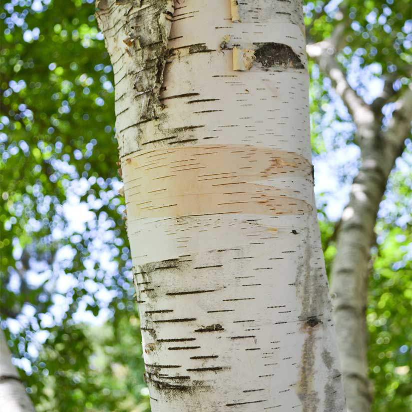 <p>paper birch, Betula papyrifera, Betulaceae</p>