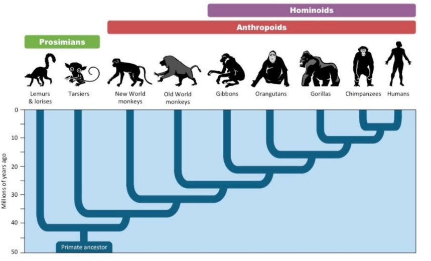 <p></p><p>A primate ancestor would have had the following features:</p><ul><li><p>Arboreal (tree dwelling) habit</p></li><li><p>Grasping hands and feet</p></li><li><p>Long, mobile limbs</p></li><li><p>Quadrupedal locomotion</p></li><li><p>Binocular vision</p></li><li><p>Upright sitting position</p></li><li><p>Nails instead of claws on most digits</p></li></ul><p>Primates have a combination of features that are unique to their group. Their anatomy is well adapted to an arboreal (tree- dwelling) lifestyle. They possess:</p><ul><li><p>Superior intelligence</p></li><li><p>Often complex social behaviour</p></li><li><p>A highly developed problem solving ability</p></li></ul>