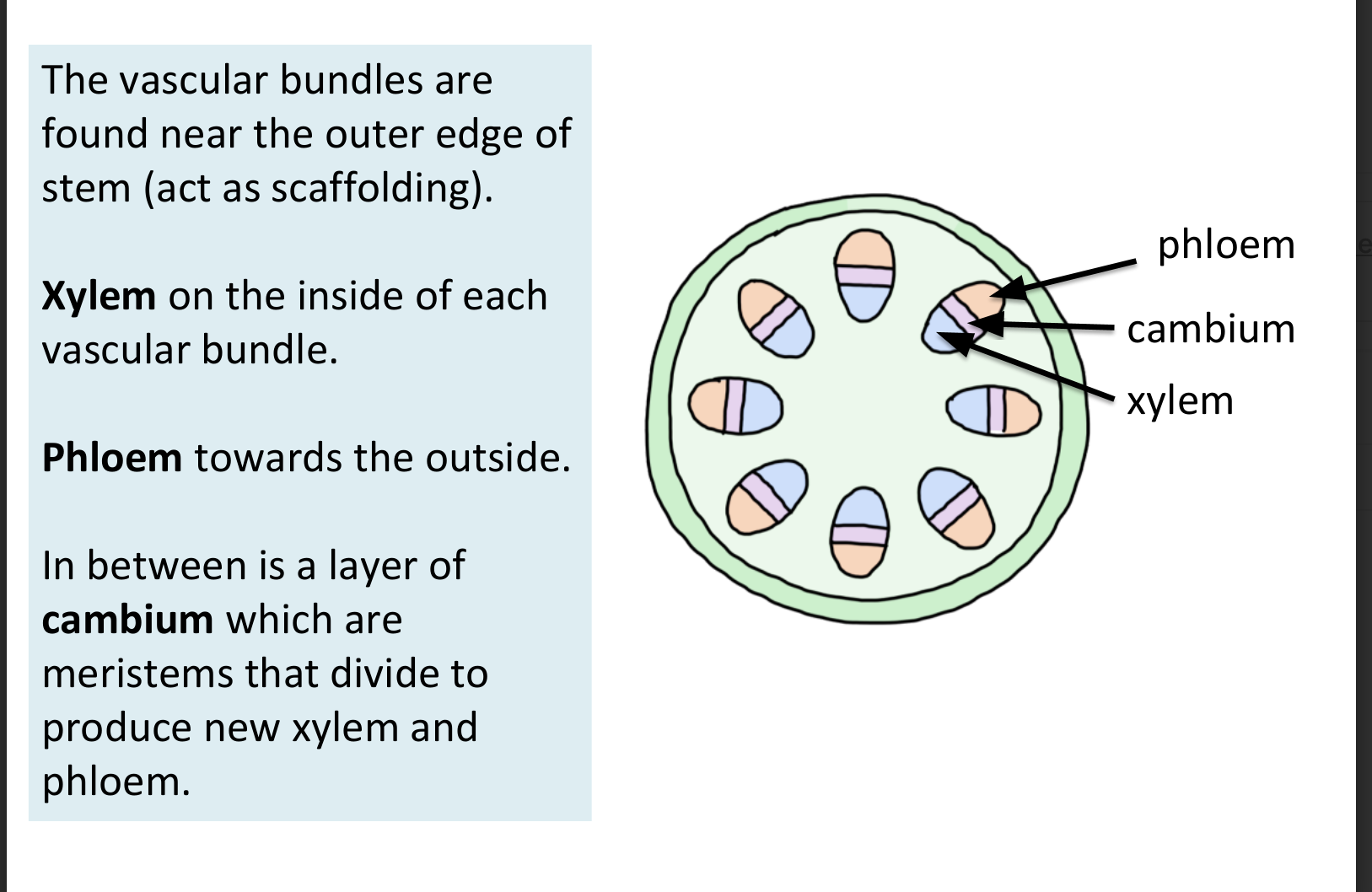 <ul><li><p>xylem on inside of each vascular bundle </p></li><li><p>phloem towards the outside</p></li><li><p>in middle is layer of cambium </p></li></ul><p></p>