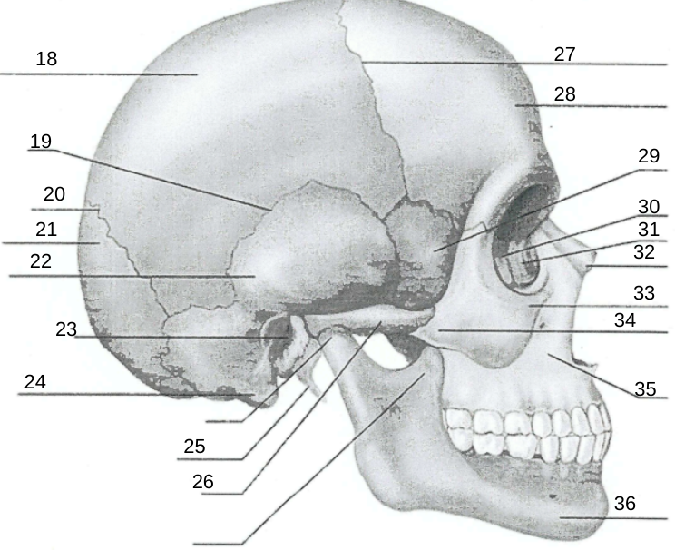 <p>25</p>