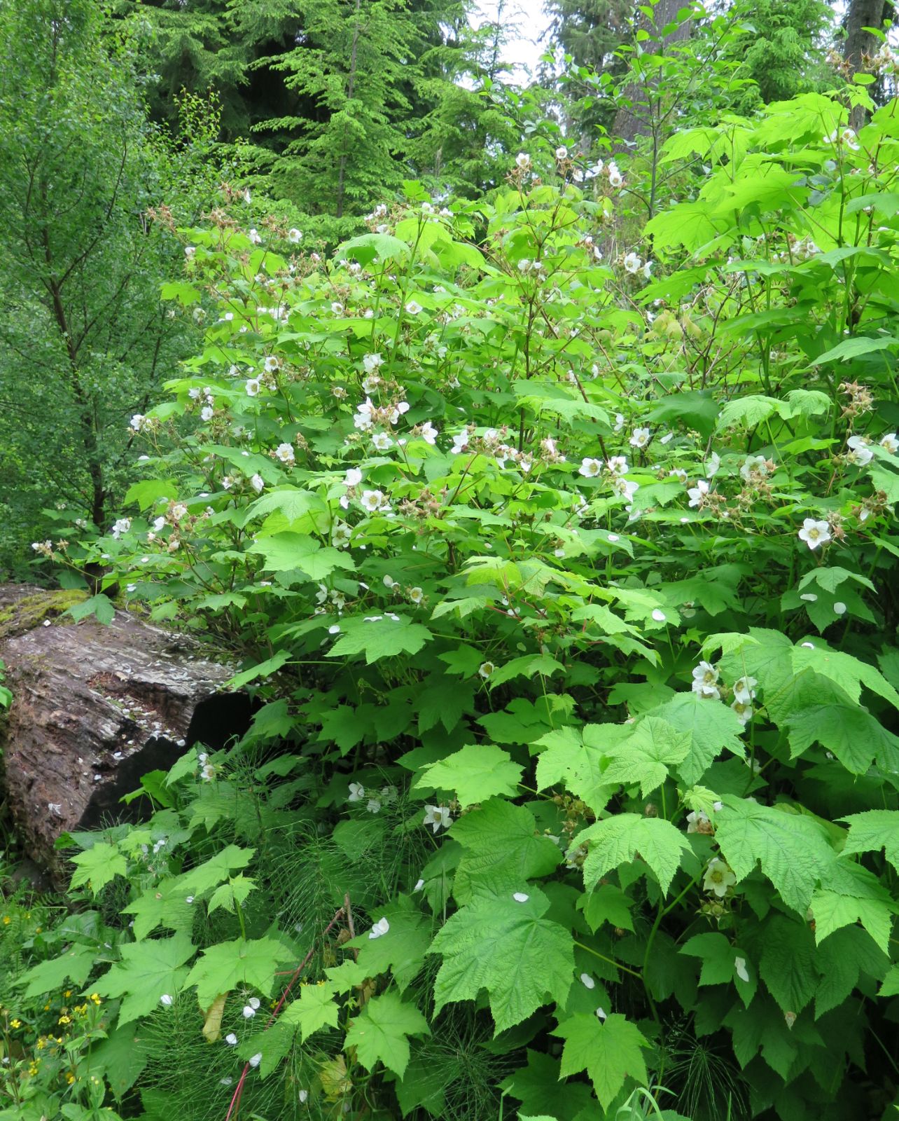 <p>Rubus parviflorus</p>