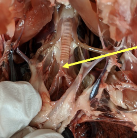 <ul><li><p>responsible for vocalization in birds</p></li><li><p>this is a Y-shaped organ at the base of the trachea</p></li><li><p>vocalization is produced by syringeal muscles, tympanic membranes, and the clavicular air sac</p></li></ul>