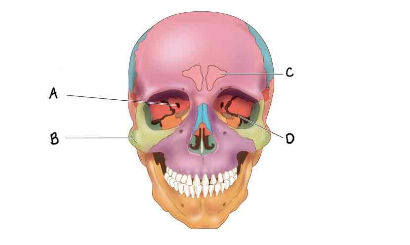 <p>What is the surface feature labeled D?</p>