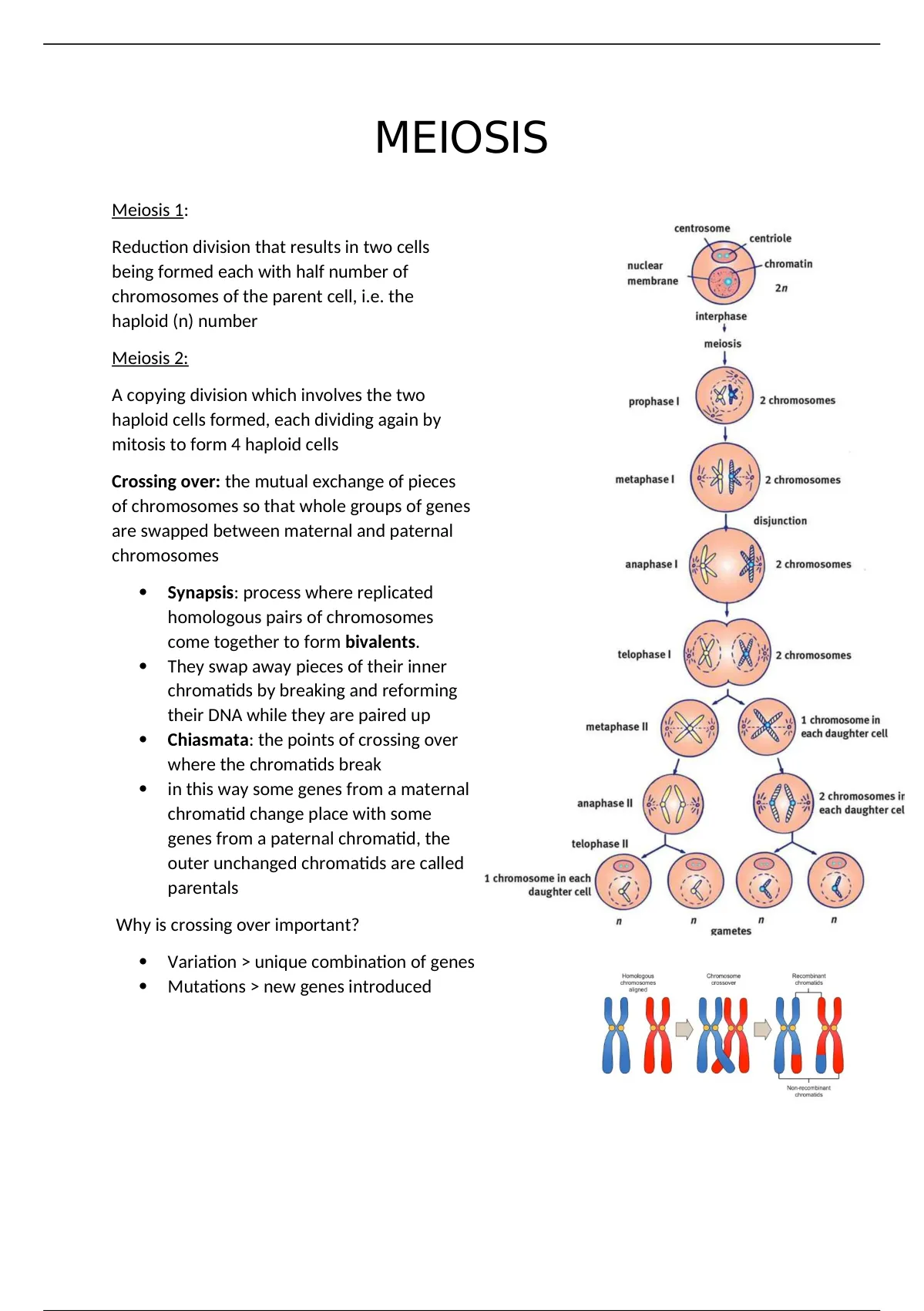 <p>The chromatin condenses into chromosomes, the spindle apparatus forms, and the nucleoli and nuclear membrane disappear; Homologous chromosomes come together and intertwine in a process called synapsis; Each synaptic pair contains four chromatids and is referred to as a tetrad; Homologous chromosomes are held together by a group of proteins called the synaptonemal complex; Chromatids of homologous chromosomes may break at the point of contact, called the chiasma and exchange equivalent pieces of DNA in a process called crossing over</p>