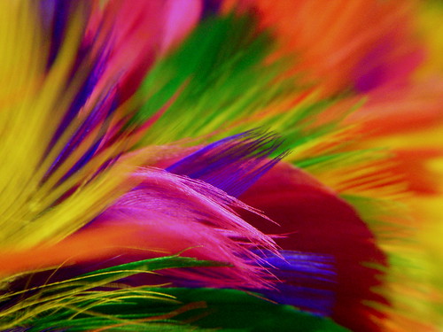 multicolored