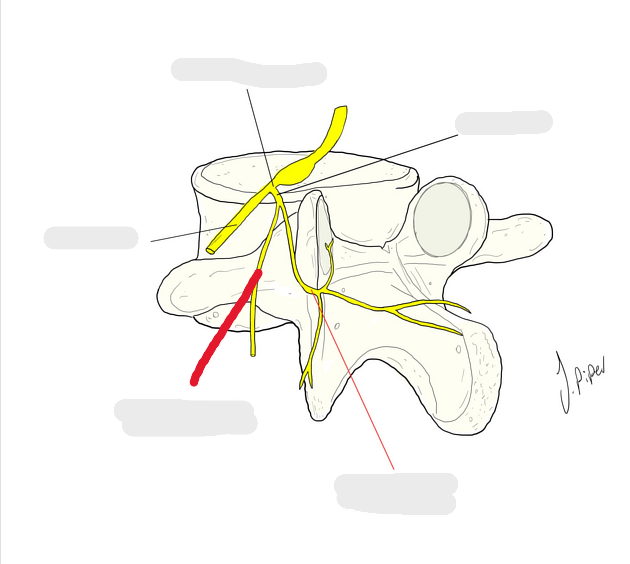 <p>M iliocostalis / M longissimus / M spinalis / sensitif peau du dos</p>