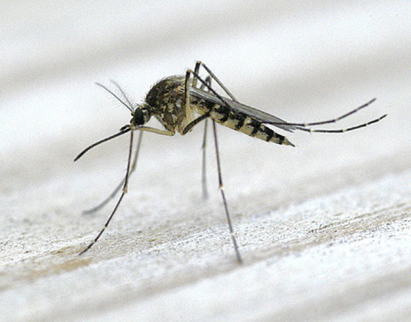 <p>Mosquitoes</p>