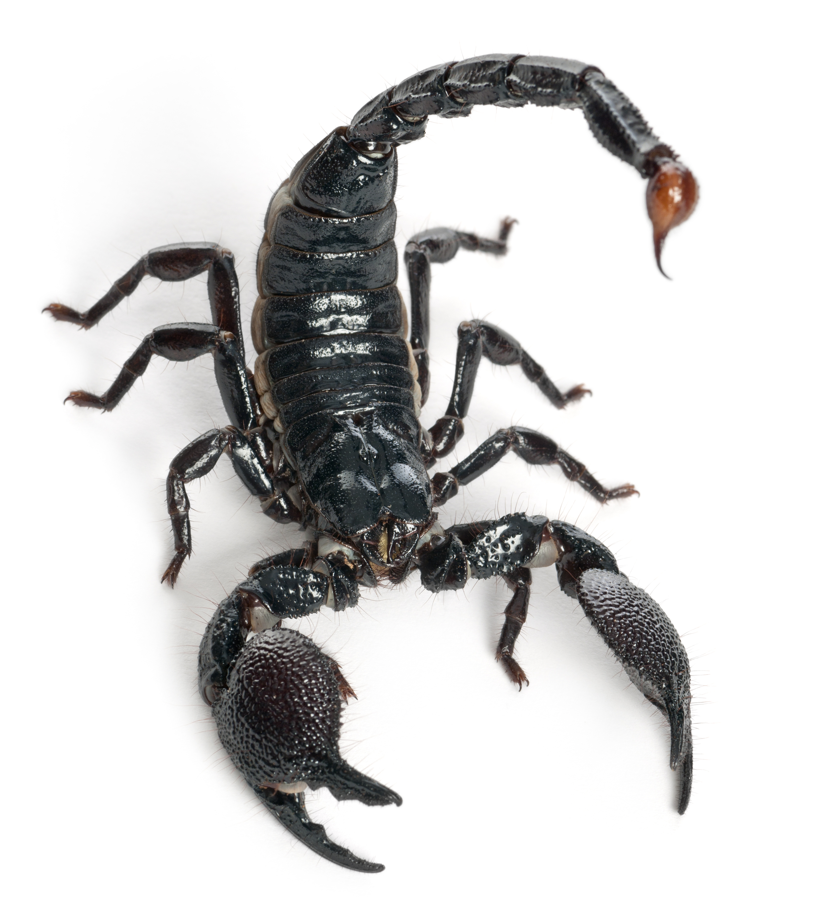 <p>Scorpion</p>