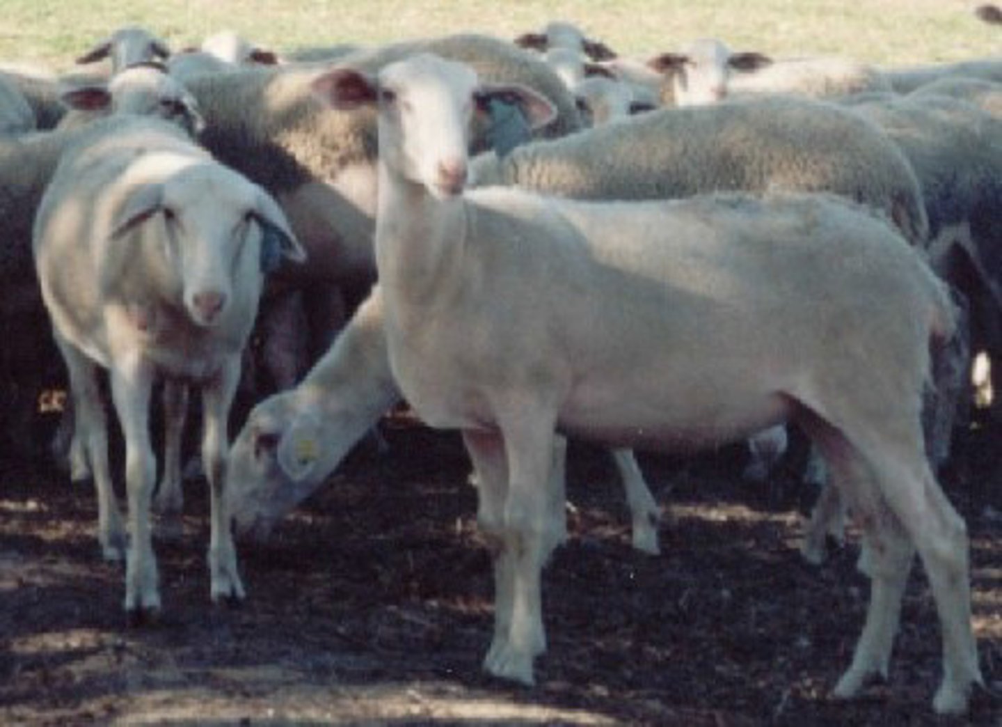 <p>white, scarce wool, semi loop, forward facing ears, dairy, intensive</p>