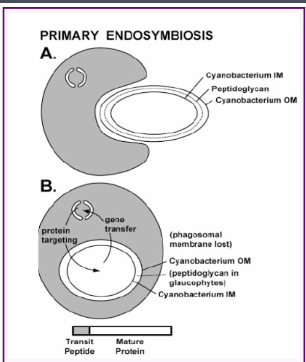 <p>True. A flagellated heterotroph engulfed a cyanobacteria, which evolved eukaryotic algae.</p>