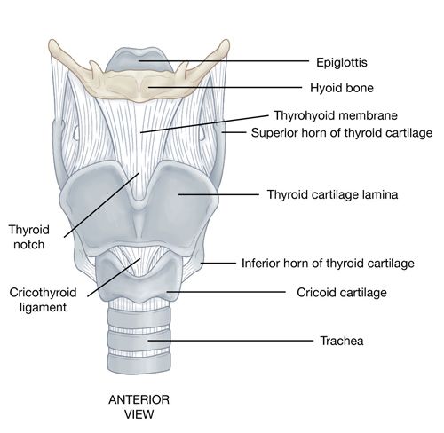 <p>supportive structure for root of tongue</p><p>suspends larynx and serves as attachment for extrinsic laryngeal muscles</p><p>unique bone in that not attached to any other bone of skeleton</p><p>held in position by complex system of muscle and ligaments</p><p>U-shaped, level C3</p>