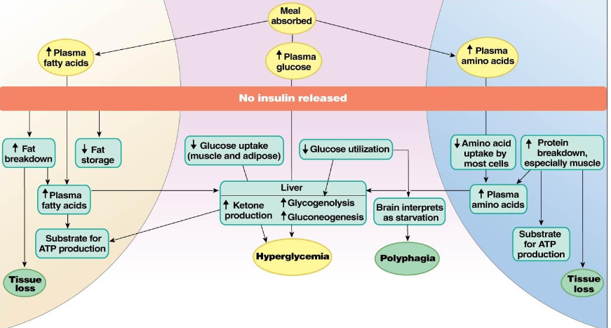 <p>When type I diabetes is uncontrolled, it causes issues with fat, glucose, and protein metabolism.</p><p>Glucose metabolism:</p><p>Meal absorbed → increased plasma glucose → no insulin released →</p><ul><li><p>glucose wont be taken up by the muscle and fat cells and glucose won’t be used as effectively → in the liver, high ketone production, glycogenolysis, and gluconeogenesis → hyperglycemia</p></li><li><p>glucose wont be used → brain thinks you’re starving → polyphagia (increased hunger)</p></li></ul><p>Protein metabolism:</p><p>Meal absorbed → increased plasma amino acids → no insulin released →</p><ul><li><p>decreased amino acid uptake by cells and more protein breakdown → plasma amino acids stays high → in the liver, high ketone production, glycogenolysis, and gluconeogenesis → hyperglycemia</p></li><li><p>High protein breakdown → tissue loss.</p></li></ul><p>Fat metabolism:</p><p>Meal absorbed → plasma fatty acids increase → no insulin released →</p><ul><li><p>More fat breakdown (lipolysis) → tissue loss OR →</p></li><li><p>More plasma fatty acids → in the liver, high ketone production, glycogenolysis, and gluconeogenesis → hyperglycemia</p></li><li><p>Less fat storage.</p></li></ul><p>If you get hyperglycemia → your renal glucose threshold will be too high → glucosuria, where your pee glucose is too high → Osmotic diuresis and polyuria, where you pee too much →</p><ul><li><p>high osmolarity → thirst and ADH secretion → polydipsia where you drink a lot because of water loss in your body.</p></li><li><p>dehydration → polydipsia</p></li><li><p>dehydration → low blood volume and pressure → circulatory failure or attempted compensation by your cardiovascular system and then circulatory failure → coma or death OR anaerobic metabolism → lactic acid production → acidosis → high ventilation and acidic pee or death/coma.</p></li></ul><p></p>
