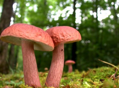 <p>what fungi group is this? what is the exact fungi</p>