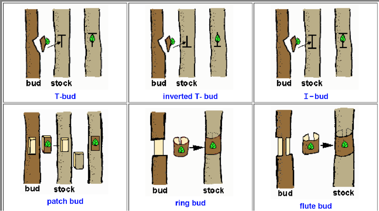 <p>T-bud, inverted T-bud, I-bud, patch bud, ring bud, flute bud. basically taking off the outer layer of bark and putting it on the new tree</p>