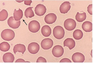 <p>what cells are these?</p>