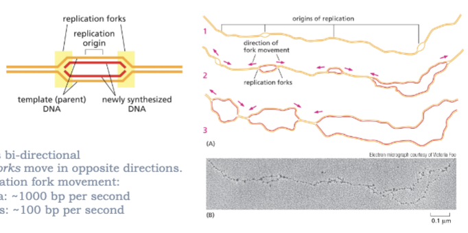 <ul><li><p>AT REPLICATION ORGINS AND IS BI-DIRECTIONAL </p><ul><li><p>REPLICATION FORKS MOVE IN OPPOSITE DIRECTIONS</p></li></ul></li><li><p>RATE OF REPLICATION FORK MOVEMENT:</p><ul><li><p>BACTERIA~1000 BP PER SECOND</p></li><li><p>HUMANS ~100 BP PER SECOND</p></li></ul></li></ul><p></p>